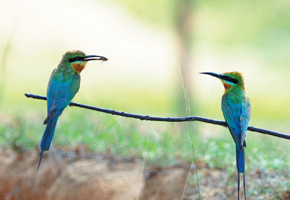 A pair of chestnut-throated bee-eaters perch on a branch near Jinsha Bay, Hainan province.(Lu Gang / For China Daily) A pair of chestnut-throated bee-eaters perch on a branch near Jinsha Bay, Hainan province.(Lu Gang / For China Daily)