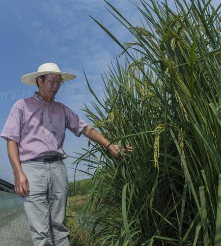 Xia Xinjie, chief researcher at the Chinese Academy of Sciences stands beside the experimental rice field. (Photo/ cnhubei.com)