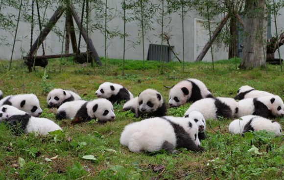 Panda cubs make their first public appearance at the Shenshuping Panda Base of the China Conservation and Research Center for the Giant Panda (CCRCGP) in Southwest China's Sichuan Province, Oct. 13, 2017. (Photo/Globaltimes.cn) Panda cubs make their first public appearance at the Shenshuping Panda Base of the China Conservation and Research Center for the Giant Panda (CCRCGP) in Southwest China's Sichuan Province, Oct. 13, 2017. (Photo/Globaltimes.cn)