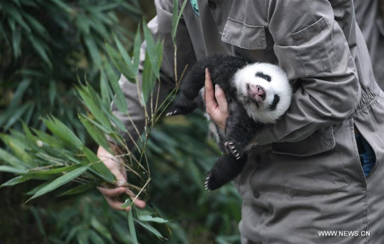 A keeper holds a giant panda cub at the Ya'an Bifengxia base of the China Conservation and Research Center for the Giant Panda in Ya'an City, southwest China's Sichuan Province, Oct. 13, 2017. A keeper holds a giant panda cub at the Ya'an Bifengxia base of the China Conservation and Research Center for the Giant Panda in Ya'an City, southwest China's Sichuan Province, Oct. 13, 2017.