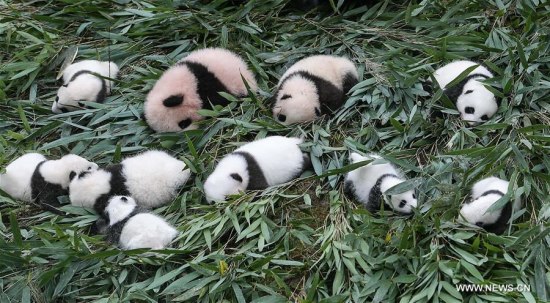 Giant panda cubs are seen at the Ya'an Bifengxia base of the China Conservation and Research Center for the Giant Panda in Ya'an City, southwest China's Sichuan Province, Oct. 13, 2017. The China conservation and research center for the giant panda has celebrated the birth of a record 42 panda cubs this year. (Xinhua/Xue Yubin) Giant panda cubs are seen at the Ya'an Bifengxia base of the China Conservation and Research Center for the Giant Panda in Ya'an City, southwest China's Sichuan Province, Oct. 13, 2017. The China conservation and research center for the giant panda has celebrated the birth of a record 42 panda cubs this year. (Xinhua/Xue Yubin)