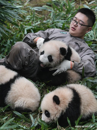 Giant panda cubs are seen at the Ya'an Bifengxia base of the China Conservation and Research Center for the Giant Panda in Ya'an City, southwest China's Sichuan Province, Oct. 13, 2017. The China conservation and research center for the giant panda has celebrated the birth of a record 42 panda cubs this year. (Xinhua/Xue Yubin) Giant panda cubs are seen at the Ya'an Bifengxia base of the China Conservation and Research Center for the Giant Panda in Ya'an City, southwest China's Sichuan Province, Oct. 13, 2017. The China conservation and research center for the giant panda has celebrated the birth of a record 42 panda cubs this year. (Xinhua/Xue Yubin)