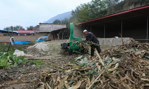 A Yanzi villager threshes corn into animal fodder in Guanghe county of the Linxia Hui Autonomous Prefecture, Northwest China's Gansu Province. (Photo: Chen Qingqing/GT) A Yanzi villager threshes corn into animal fodder in Guanghe county of the Linxia Hui Autonomous Prefecture, Northwest China's Gansu Province. (Photo: Chen Qingqing/GT)