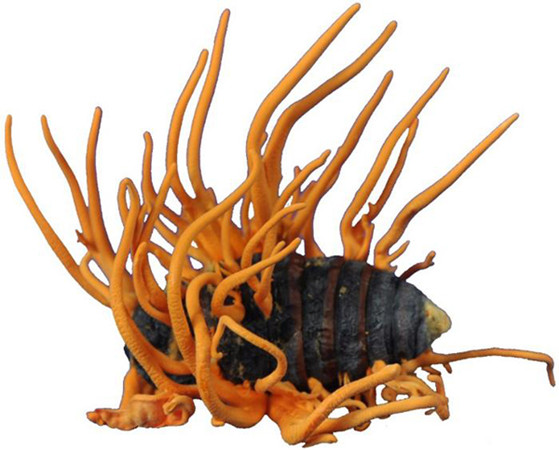 Strains of Cordyceps militaris grow on a silkworm pupa. The fungus has been found to contain chemicals that carry anti-cancer benefits.(Photo provided to China Daily) Strains of Cordyceps militaris grow on a silkworm pupa. The fungus has been found to contain chemicals that carry anti-cancer benefits.(Photo provided to China Daily)