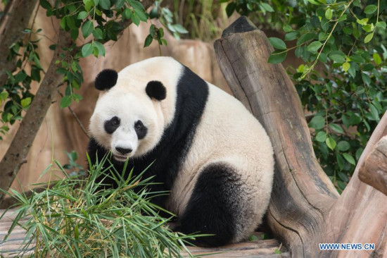 Photo taken on Nov. 2, 2017 shows the Chinese giant panda Hu Chun at the Indonesia Panda Castle in Taman Safari Indonesia. Indonesian officials supervising the Chinese giant pandas now kept in the nation's safari park said on Thursday that the exotic animals were ready for public expose in the near future after completing a 31-day quarantine period. (Xinhua/Du Yu) Photo taken on Nov. 2, 2017 shows the Chinese giant panda Hu Chun at the Indonesia Panda Castle in Taman Safari Indonesia. Indonesian officials supervising the Chinese giant pandas now kept in the nation's safari park said on Thursday that the exotic animals were ready for public expose in the near future after completing a 31-day quarantine period. (Xinhua/Du Yu)