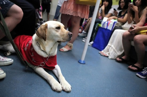 A guide dog on Beijing subway train. (File photo/Xinhua) A guide dog on Beijing subway train. (File photo/Xinhua)