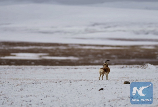 Photo taken on June 23, 2017 shows a Tibetan antelope in Nagqu, southwest China's Tibet Autonomous Region. (Xinhua/Jigme Dorje) Photo taken on June 23, 2017 shows a Tibetan antelope in Nagqu, southwest China's Tibet Autonomous Region. (Xinhua/Jigme Dorje)