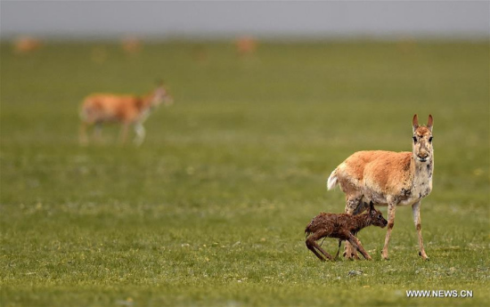 A Tibetan antelope ewe stays with a newly-born lamb at Changtang National Nature Reserve in southwest China's Tibet Autonomous Region, June 24, 2017. (Xinhua/Chogo)