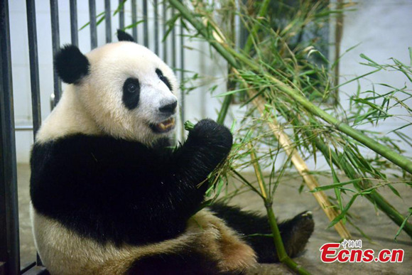 Panda Nuan Nuan rests in enclosure at its new home, Dujiangyan base of China Conservation and Research Center for the Giant Panda, in Southwest China's Sichuan province on November 15, 2016. (Photo: China News Service/Li Chuanyou) Panda Nuan Nuan rests in enclosure at its new home, Dujiangyan base of China Conservation and Research Center for the Giant Panda, in Southwest China's Sichuan province on November 15, 2016. (Photo: China News Service/Li Chuanyou)