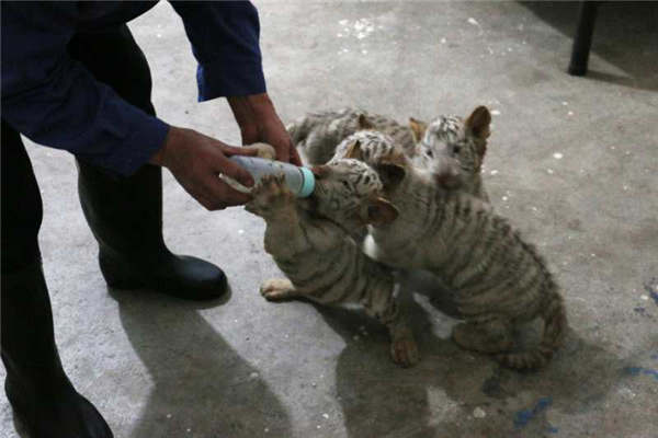 A staff member takes care of white tiger cubs at the Taiyuan Zoo.(Photo provided to chinadaily.com.cn) A staff member takes care of white tiger cubs at the Taiyuan Zoo.(Photo provided to chinadaily.com.cn)