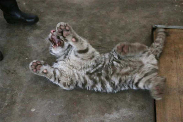 A white tiger is seen at the Taiyuan Zoo. (Photo provided to chinadaily.com.cn) A white tiger is seen at the Taiyuan Zoo. (Photo provided to chinadaily.com.cn)