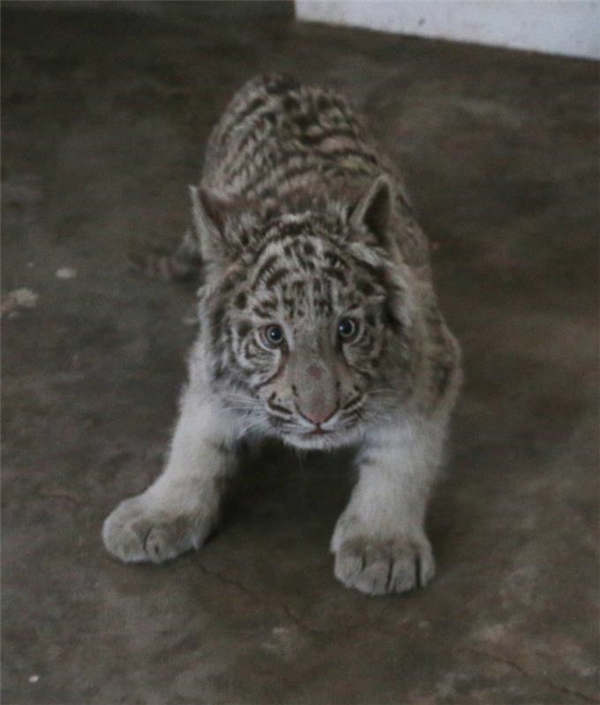 A white tiger is seen at the Taiyuan Zoo. (Photo provided to chinadaily.com.cn) A white tiger is seen at the Taiyuan Zoo. (Photo provided to chinadaily.com.cn)