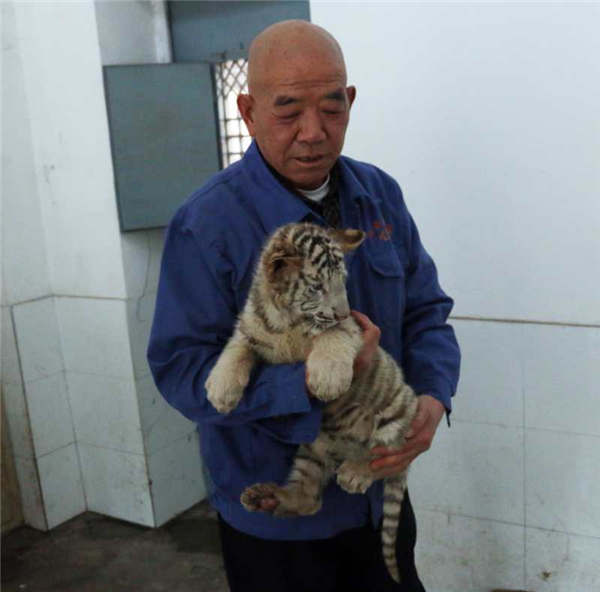 A staff member takes care of a white tiger cub at the Taiyuan Zoo. (Photo provided to chinadaily.com.cn) A staff member takes care of a white tiger cub at the Taiyuan Zoo. (Photo provided to chinadaily.com.cn)