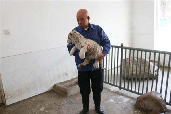 A staff member takes care of a white tiger cub at the Taiyuan Zoo. (Photo provided to chinadaily.com.cn) A staff member takes care of a white tiger cub at the Taiyuan Zoo. (Photo provided to chinadaily.com.cn)
