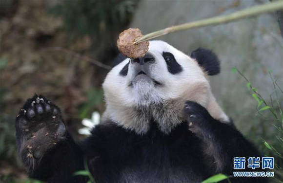 (Photo/Xinhua) (Photo/Xinhua)