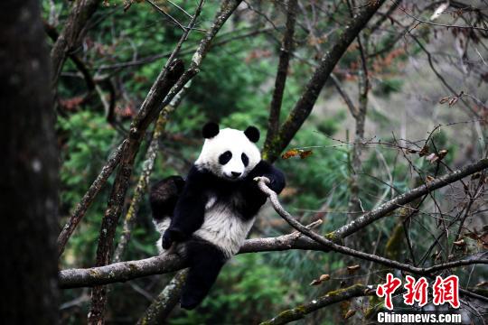 Panda Ying Xue. (Photo/China News Service) Panda Ying Xue. (Photo/China News Service)