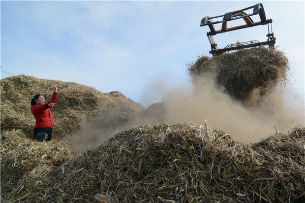 Corn stalks are processed for fuel in Heishan county, Liaoning province, earlier this month. The county handles 1.54 million metric tons of corn stalks annually. (Photo:China Daily /Li Tiecheng) Corn stalks are processed for fuel in Heishan county, Liaoning province, earlier this month. The county handles 1.54 million metric tons of corn stalks annually. (Photo:China Daily /Li Tiecheng)