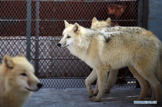 Arctic wolves pace at Harbin Polarland in Harbin, capital of northeast China's Heilongjiang Province, Nov. 22, 2017. Five arctic wolves from Serbia were introduced into the zoological park on Wednesday. (Xinhua/Wang Jianwei) Arctic wolves pace at Harbin Polarland in Harbin, capital of northeast China's Heilongjiang Province, Nov. 22, 2017. Five arctic wolves from Serbia were introduced into the zoological park on Wednesday. (Xinhua/Wang Jianwei)