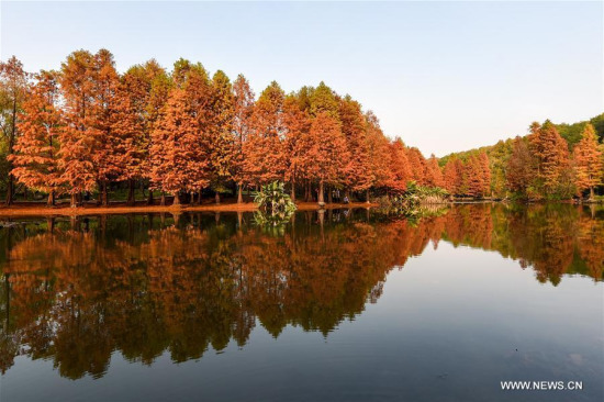 Photo taken on Nov. 20, 2017 shows the scenery in Zhongshan scenic area in Nanjing, capital of east China's Jiangsu Province. (Xinhua/Li Bo) Photo taken on Nov. 20, 2017 shows the scenery in Zhongshan scenic area in Nanjing, capital of east China's Jiangsu Province. (Xinhua/Li Bo)