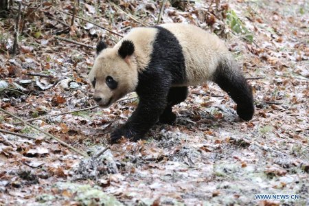 Giant panda Ba Xi runs to the forest at Liziping Nature Reserve in southwest China's Sichuan Province, Nov. 23, 2017. A pair of giant panda, male and female, were released into Liziping Nature Reserve on Thursday as part of a program to rebuild the wild panda population. Ba Xi, the male, was born in July 2015, and Ying Xue is just 14 days older. China has 518 giant pandas in captivity. However, the captive stock lacks genetic diversity. China plans to create a giant panda national park and releasing more pandas into the wild. (Xinhua/Yang Jin) Giant panda Ba Xi runs to the forest at Liziping Nature Reserve in southwest China's Sichuan Province, Nov. 23, 2017. A pair of giant panda, male and female, were released into Liziping Nature Reserve on Thursday as part of a program to rebuild the wild panda population. Ba Xi, the male, was born in July 2015, and Ying Xue is just 14 days older. China has 518 giant pandas in captivity. However, the captive stock lacks genetic diversity. China plans to create a giant panda national park and releasing more pandas into the wild. (Xinhua/Yang Jin)