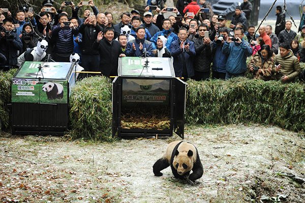 Ying Xue, a female panda, is released into the wild at the Liziping Nature Reserve on Thursday. A male named Ba Xi also was released. (HE HAIYANG/FOR CHINA DAILY) Ying Xue, a female panda, is released into the wild at the Liziping Nature Reserve on Thursday. A male named Ba Xi also was released. (HE HAIYANG/FOR CHINA DAILY)