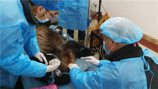 A wild giant panda undergoes an emergency medical procedure in Meishan city, Sichuan province, but is still not out of danger. A wild giant panda undergoes an emergency medical procedure in Meishan city, Sichuan province, but is still not out of danger.