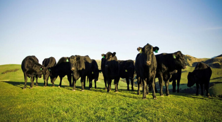 Angusmou.com is a Chinese startup connecting husbandry, internet and finance. Its app users, who pay 5,000 yuan ($756.53), could get spot beef directly from Australian ranches at low prices and get investment returns in the form of future beef.