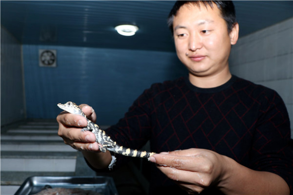 A breeder at the natural reserve displays a newly hatched alligator, on November 15. (Zhu Lixin/China Daily) A breeder at the natural reserve displays a newly hatched alligator, on November 15. (Zhu Lixin/China Daily)