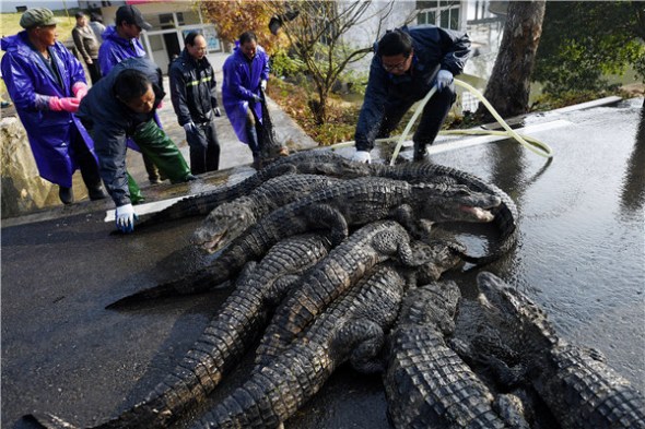Workers move Chinese alligators from outdoor feeding pools to their winter home at the National Chinese Alligator Natural Reserve in Xuancheng, Anhui province. (Wu Fang/China Daily) Workers move Chinese alligators from outdoor feeding pools to their winter home at the National Chinese Alligator Natural Reserve in Xuancheng, Anhui province. (Wu Fang/China Daily)