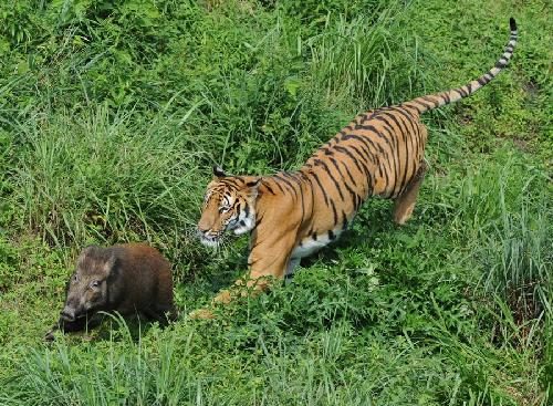 A South China tiger chases a boar in Meihua Mountain Nature Reserve near Longyan city in Southeast China's Fujian province June 10, 2014. (Photo/Xinhua) A South China tiger chases a boar in Meihua Mountain Nature Reserve near Longyan city in Southeast China's Fujian province June 10, 2014. (Photo/Xinhua)