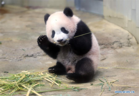 Photo taken on Dec. 18, 2017 shows giant panda cub Xiang Xiang at Tokyo's Ueno Zoological Gardens, Japan. A ceremony was held on Monday at Tokyo's Ueno Zoological Gardens to mark the upcoming public debut of giant panda cub Xiang Xiang. (Xinhua) Photo taken on Dec. 18, 2017 shows giant panda cub Xiang Xiang at Tokyo's Ueno Zoological Gardens, Japan. A ceremony was held on Monday at Tokyo's Ueno Zoological Gardens to mark the upcoming public debut of giant panda cub Xiang Xiang. (Xinhua)