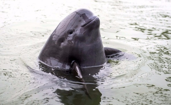 A finless porpoise waits to be fed at the Tian'ezhou Milu National Nature Reserve in Shishou city, Hubei province. (Xinhua) A finless porpoise waits to be fed at the Tian'ezhou Milu National Nature Reserve in Shishou city, Hubei province. (Xinhua)