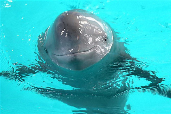 A captive finless porpoise swims in an aquarium in the Chinese Academy of Sciences' Institute of Hydrobiology in Wuhan, Hubei province, last year. (Photo/Xinhua) A captive finless porpoise swims in an aquarium in the Chinese Academy of Sciences' Institute of Hydrobiology in Wuhan, Hubei province, last year. (Photo/Xinhua)