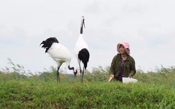 Xu Zhuo looks after two red-crowned cranes in Zhalong Nature Reserve, Heilongjiang province, in August. She followed the path of her father and aunt, who both died in accidents while doing work to protect the birds. (Liang Dong/Xinhua) Xu Zhuo looks after two red-crowned cranes in Zhalong Nature Reserve, Heilongjiang province, in August. She followed the path of her father and aunt, who both died in accidents while doing work to protect the birds. (Liang Dong/Xinhua)