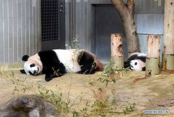 Giant panda cub Xiang Xiang (right) takes a nap with her mother Fairy (Japanese name Shin Shin) at Tokyo's Ueno Zoological Gardens in Japan on Dec 18, 2017. (Photo/Xinhua) Giant panda cub Xiang Xiang (right) takes a nap with her mother Fairy (Japanese name Shin Shin) at Tokyo's Ueno Zoological Gardens in Japan on Dec 18, 2017. (Photo/Xinhua)