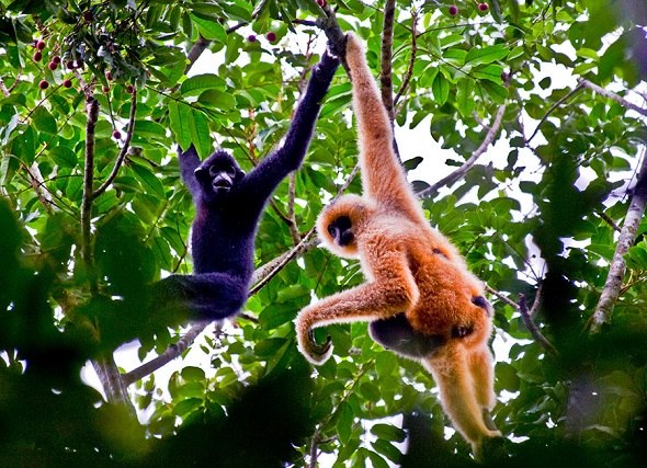 Hainan gibbons change color with age. (Photo provided to China Daily) Hainan gibbons change color with age. (Photo provided to China Daily)