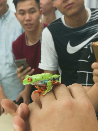 A red-eyed tree frog is used as a teaching aid at Zhang Meng's class at the Dalian Maritime University. (Photo/China Daily) A red-eyed tree frog is used as a teaching aid at Zhang Meng's class at the Dalian Maritime University. (Photo/China Daily)
