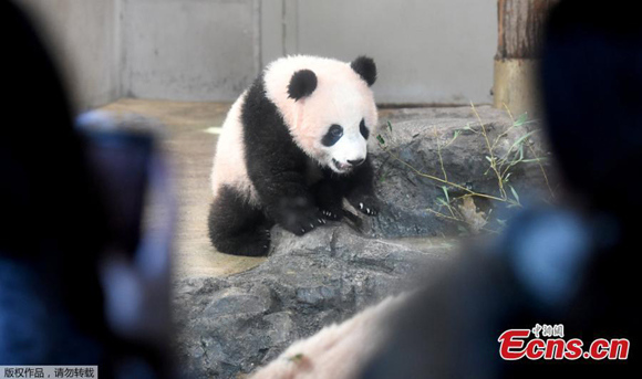 People look at female giant panda cub Xiang Xiang at Ueno Zoo in Tokyo on December 19, 2017. Xiang Xiang appeared to the public the first time at the zoo. (Photo/Agencies) People look at female giant panda cub Xiang Xiang at Ueno Zoo in Tokyo on December 19, 2017. Xiang Xiang appeared to the public the first time at the zoo. (Photo/Agencies)