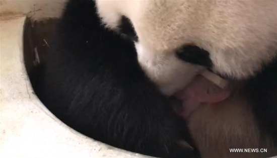 Picture grabbed from a video provided by Zoo Negara (national zoo) on Jan. 17, 2018 shows female giant panda Liang Liang and her baby giant panda at Zoo Negara near Kuala Lumpur, Malaysia. (Xinhua/Zoo Negara) Picture grabbed from a video provided by Zoo Negara (national zoo) on Jan. 17, 2018 shows female giant panda Liang Liang and her baby giant panda at Zoo Negara near Kuala Lumpur, Malaysia. (Xinhua/Zoo Negara)