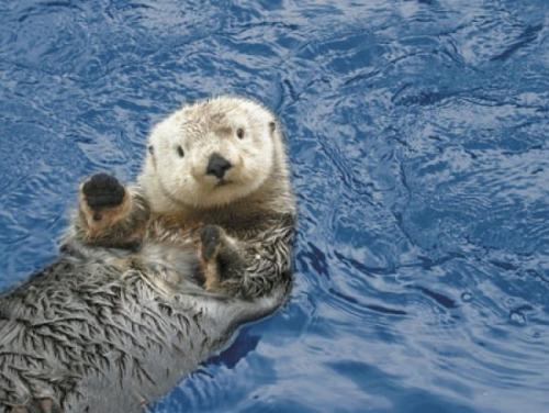 Otters reflect ecological progress of Yangtze headwater