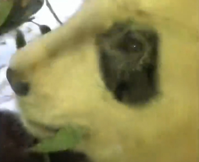 Sichuan panda has eye disease