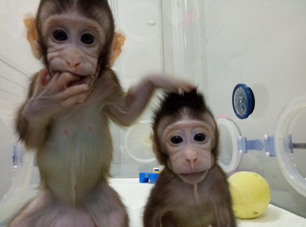 The two cloned macaques, named Zhong Zhong and Hua Hua (Photo provided to Ecns.cn) The two cloned macaques, named Zhong Zhong and Hua Hua (Photo provided to Ecns.cn)
