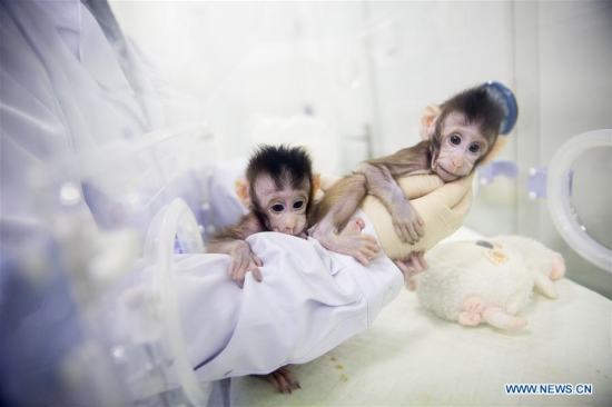 Two cloned macaques named Zhong Zhong and Hua Hua are held by a nurse at the non-human-primate research facility under the Chinese Academy of Sciences (CAS) in Suzhou, east China's Jiangsu province, Jan. 22, 2018. (Xinhua/Jin Liwang) Two cloned macaques named Zhong Zhong and Hua Hua are held by a nurse at the non-human-primate research facility under the Chinese Academy of Sciences (CAS) in Suzhou, east China's Jiangsu province, Jan. 22, 2018. (Xinhua/Jin Liwang)