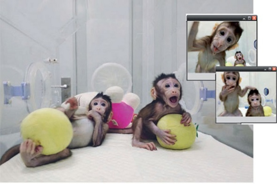 Zhongzhong and Huahua, the world's first cloned monkeys using somatic cells, play in their chamber at the Chinese Academy of Sciences Institute of Neurosciences in Shanghai. (Photo provided to China Daily) Zhongzhong and Huahua, the world's first cloned monkeys using somatic cells, play in their chamber at the Chinese Academy of Sciences Institute of Neurosciences in Shanghai. (Photo provided to China Daily)