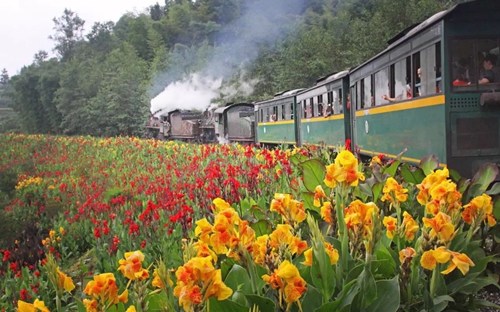 The “Jiayang small train” passes through blooming flowers. /Courtesy of Zhang Xiang The “Jiayang small train” passes through blooming flowers. /Courtesy of Zhang Xiang