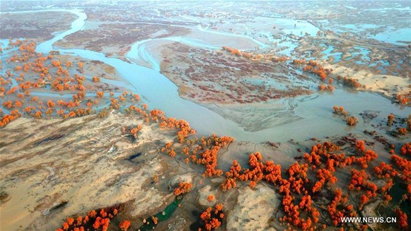 Aerial photo taken on Oct. 31, 2017 shows the autumn-colored scenery along banks of Tarim River in Weili County, northwest China's Xinjiang Uygur Autonomous Region. (Photo/Xinhua) Aerial photo taken on Oct. 31, 2017 shows the autumn-colored scenery along banks of Tarim River in Weili County, northwest China's Xinjiang Uygur Autonomous Region. (Photo/Xinhua)