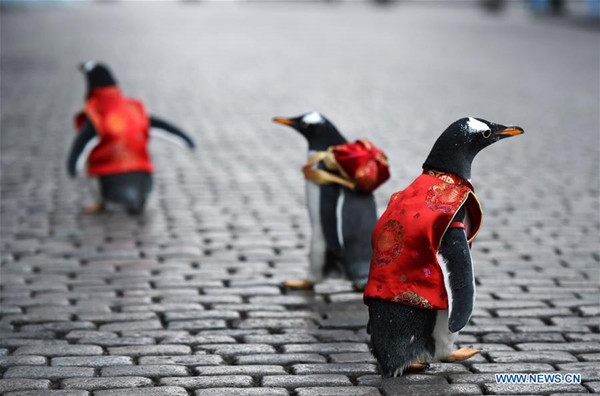 Penguins in Tang suit from Harbin Polarland walk on the Harbin Central Street, Northeast China's Heilongjiang province, Feb 10, 2018. (Photo/Xinhua) Penguins in Tang suit from Harbin Polarland walk on the Harbin Central Street, Northeast China's Heilongjiang province, Feb 10, 2018. (Photo/Xinhua)
