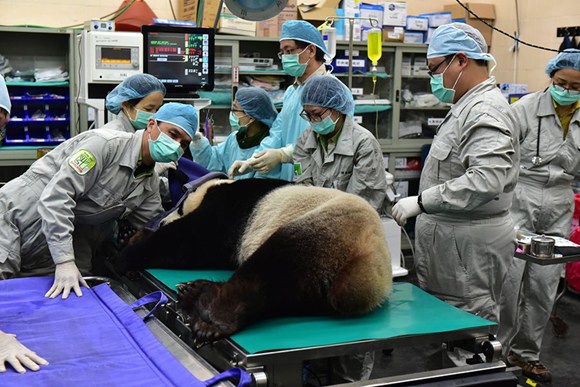 Yuan Yuan, a female giant panda from the Chinese mainland, receives artificial insemination from male giant panda Tuan Tuan at Taipei Zoo in March last year. (Photo/Xinhua) Yuan Yuan, a female giant panda from the Chinese mainland, receives artificial insemination from male giant panda Tuan Tuan at Taipei Zoo in March last year. (Photo/Xinhua)