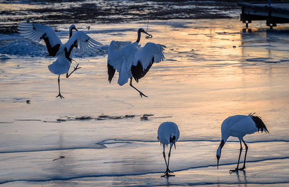 Large numbers of red-crowned cranes visit the reserve every year. (Provided To China Daily) Large numbers of red-crowned cranes visit the reserve every year. (Provided To China Daily)