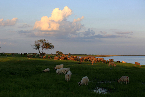 Sheep graze at the nature reserve, damaging the local ecosystem. (Zhang Jingfeng/for China Daily) Sheep graze at the nature reserve, damaging the local ecosystem. (Zhang Jingfeng/for China Daily)